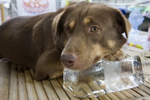 Dog on block of ice
