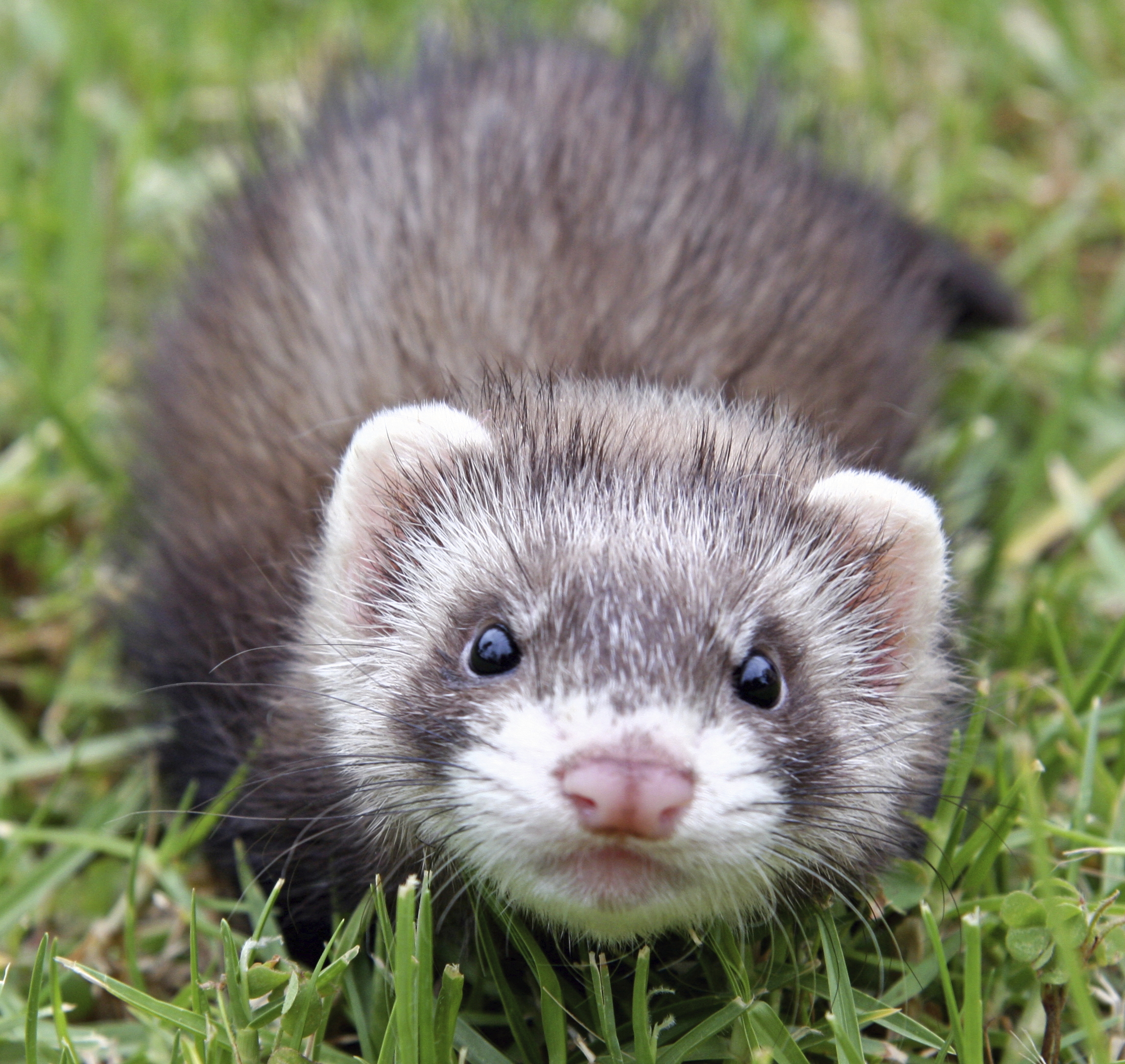 pocket weasel pet