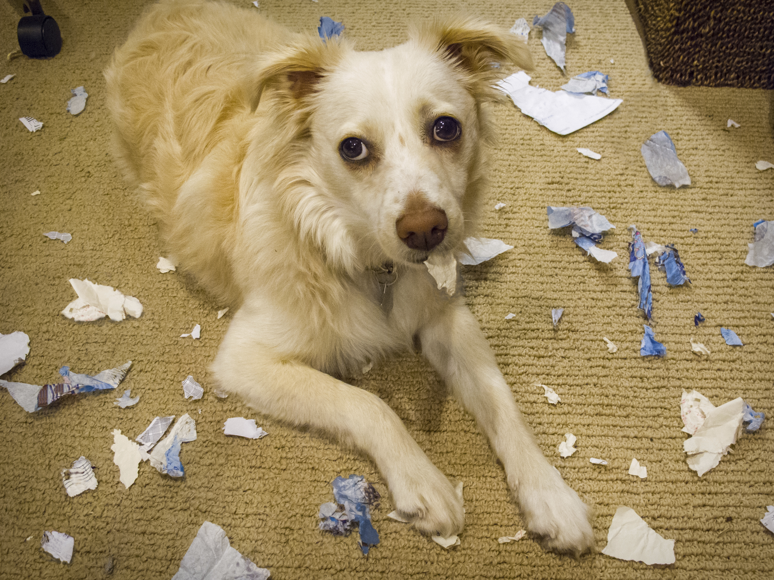 homework eaten by dog