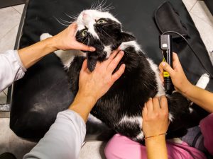 veterinarian laser therapy