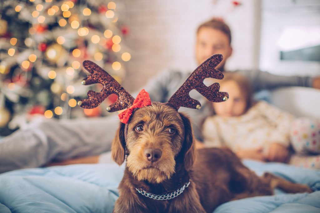 pet safety