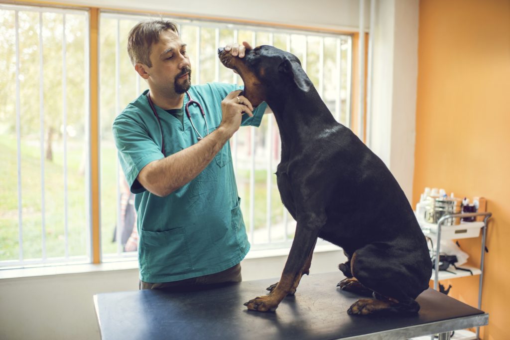 veterinarian examining dental hygiene of a purebred dog.