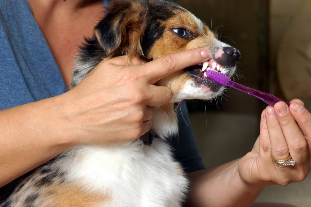 pet dental care