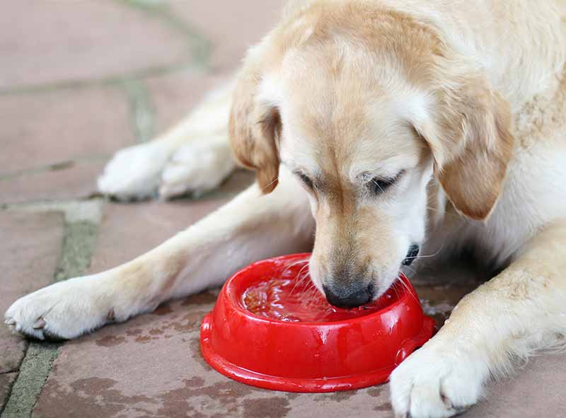Keeping your dog hydrated during the heat will help with pet heat diseases that often happen in the summer. 