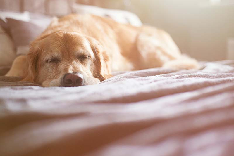 Pet pain can have a tremendous impact on pet health and happiness