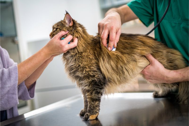 cat getting checkup at vet in knoxville