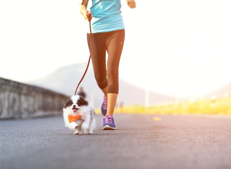 dog running on leash