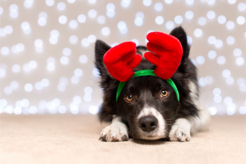 dog with antler costume