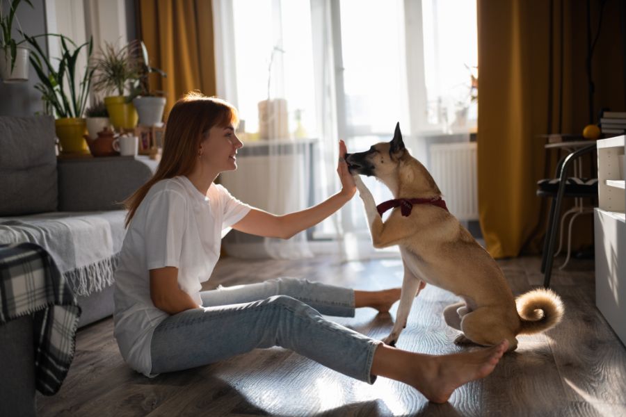 dog high-fiving