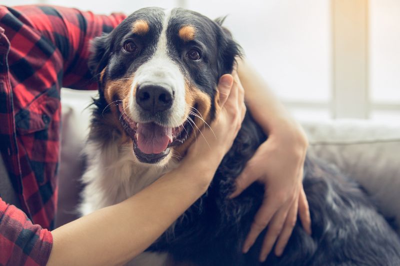 dog hugged by owner