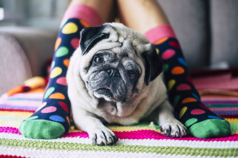 pug dog laying down