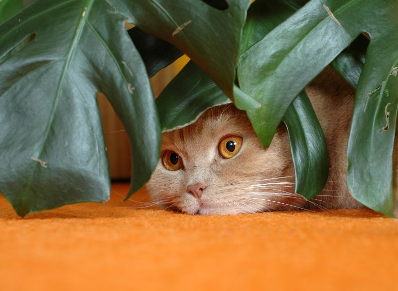 sick cat hiding