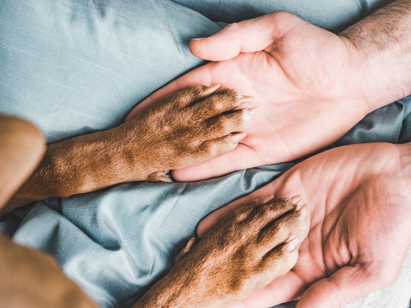 person holding dogs paws