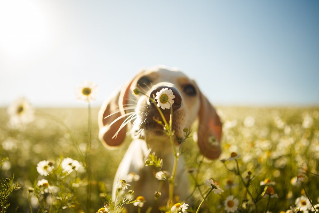 A dog sniffs a flower in a meadow.