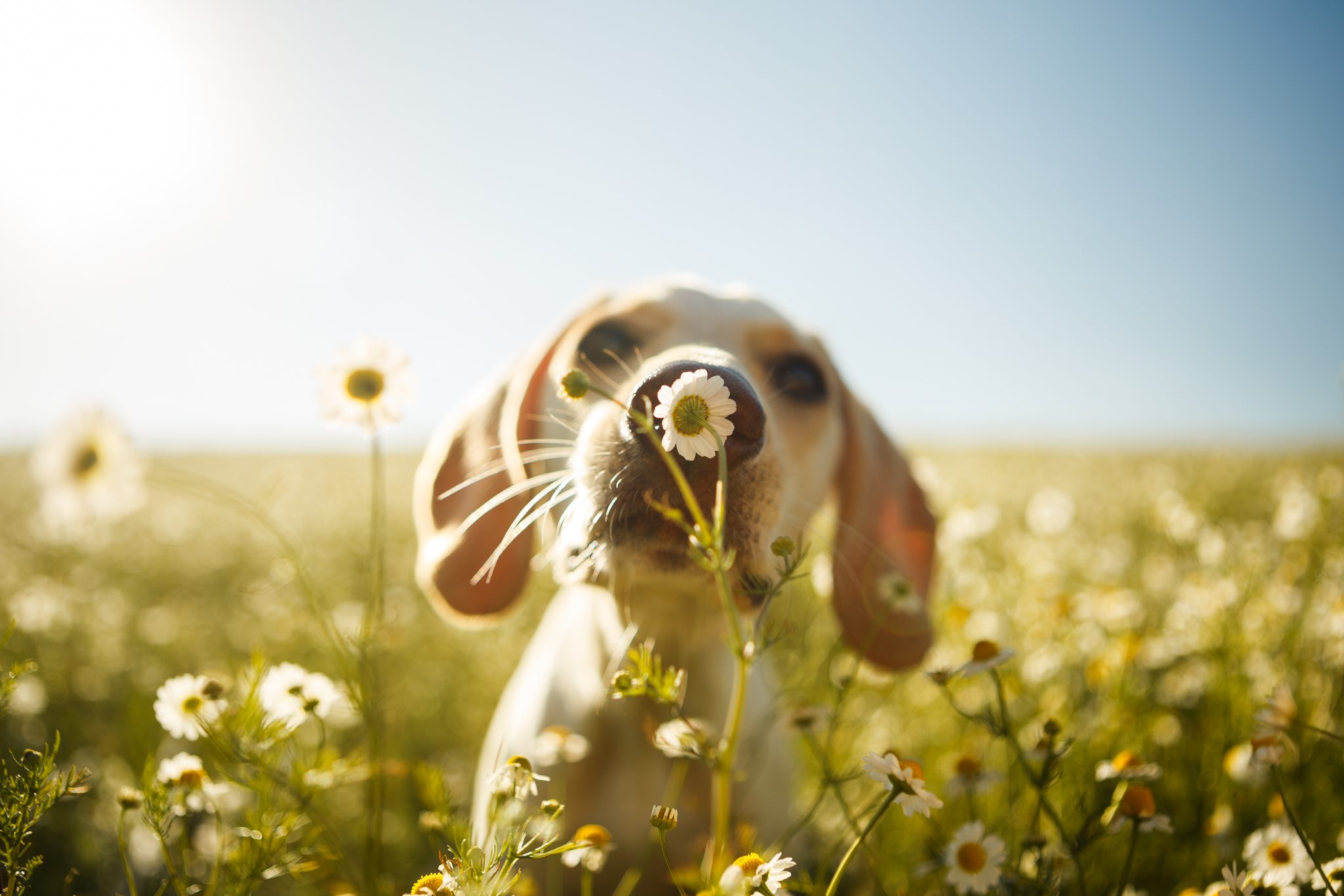 The Buzz on Pollen Allergies in Dogs Volunteer Veterinary Hospital