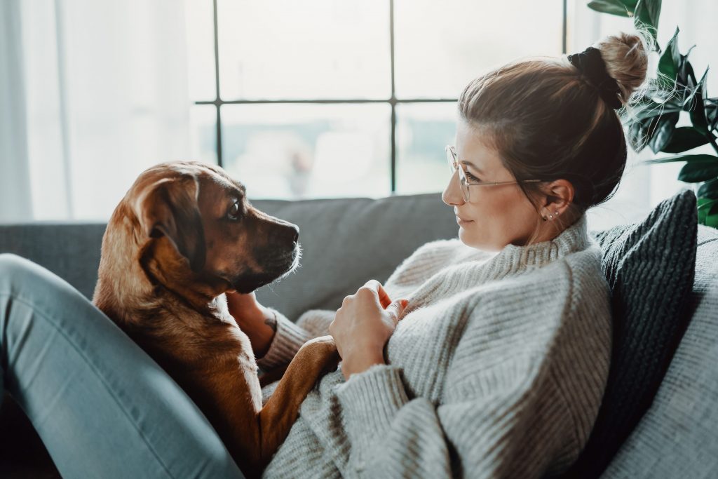 Dog sitting on owner's lap. 