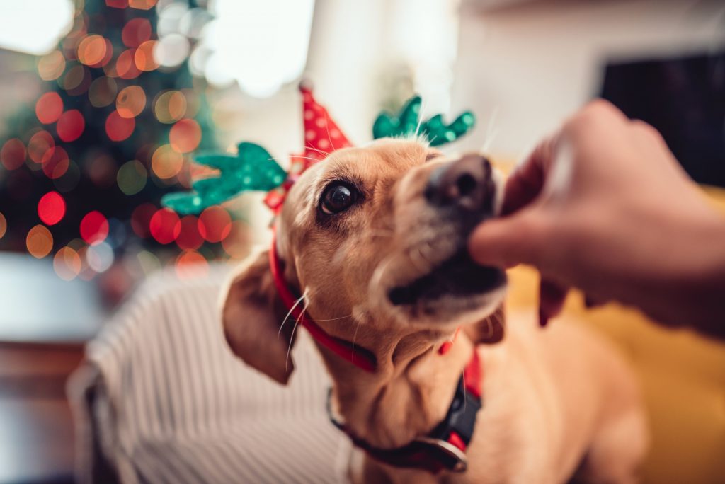 Dog eating safe holiday treat