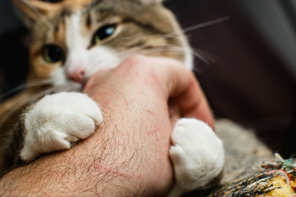 Cat scratching owners hand.
