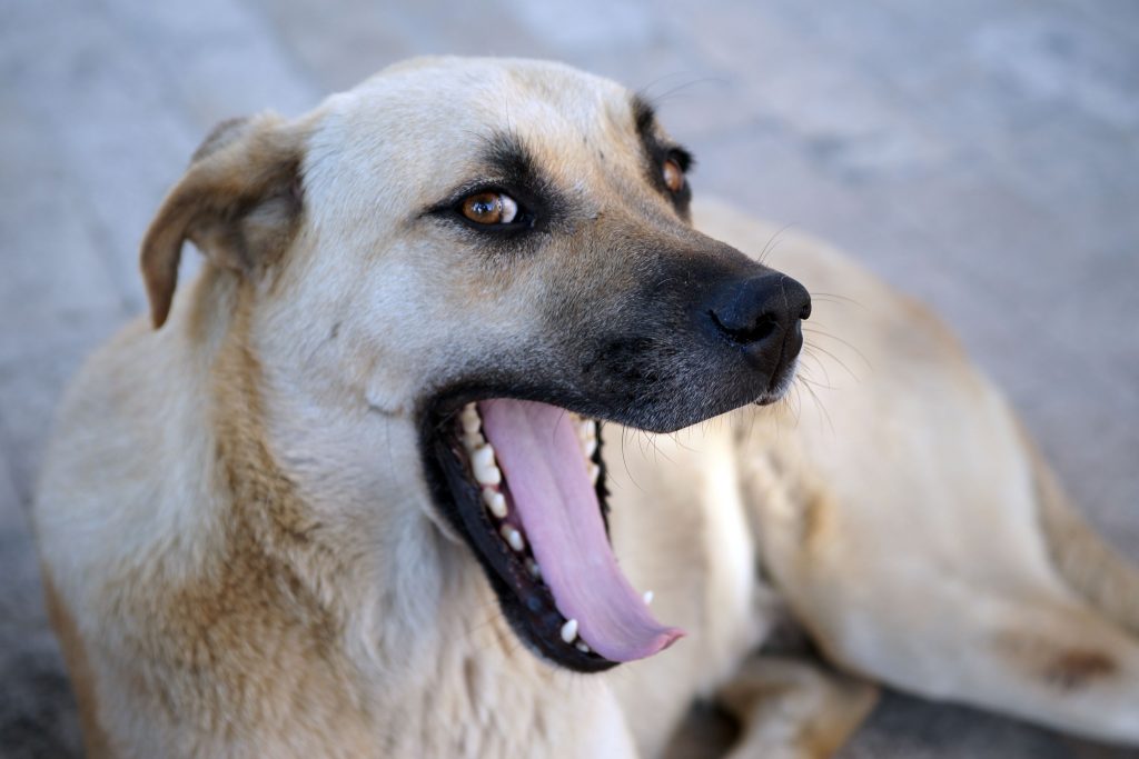 A dog yawning.