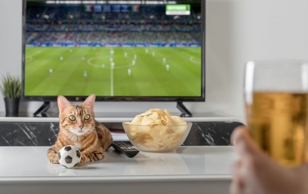 Cat on table with football on tv in the background.