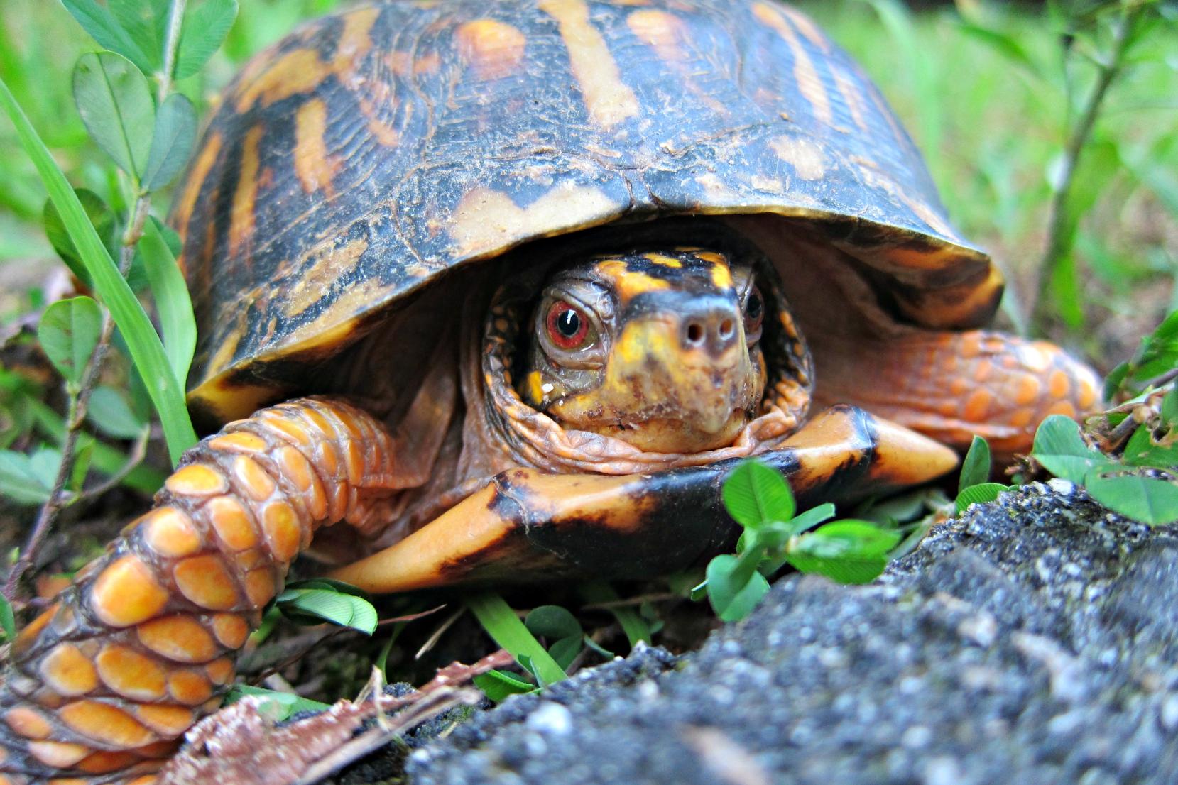 eastern box turtle peaks out of shell.