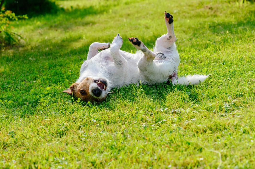Pup rolling in grass.