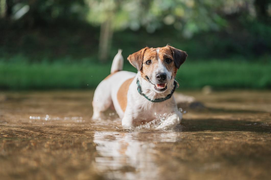 June Storm Runoff and Bacteria Exposure in Knoxville Creeks