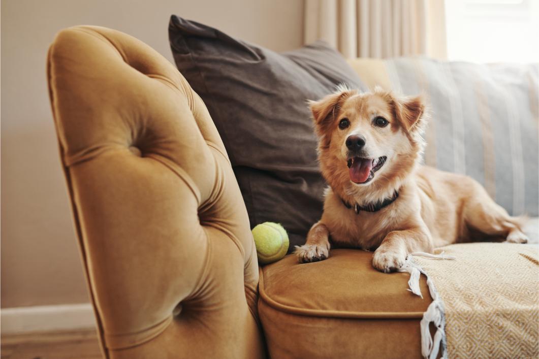 Dog laying on the couch.