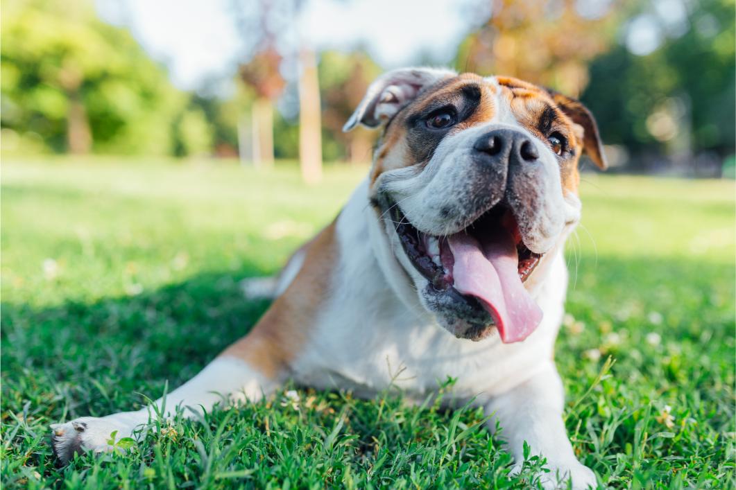 English bulldog outside.