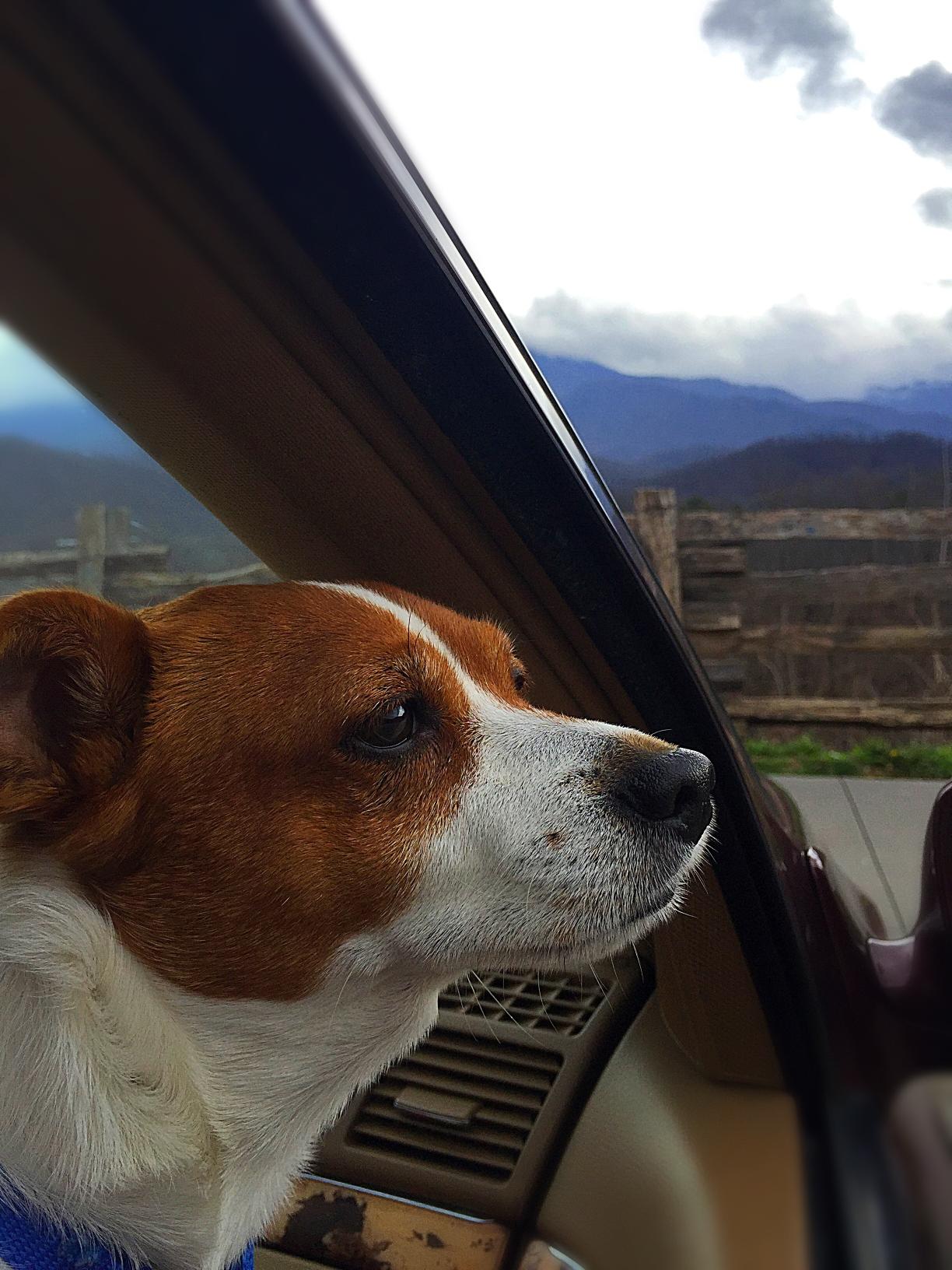 Dog looking out of window in car.