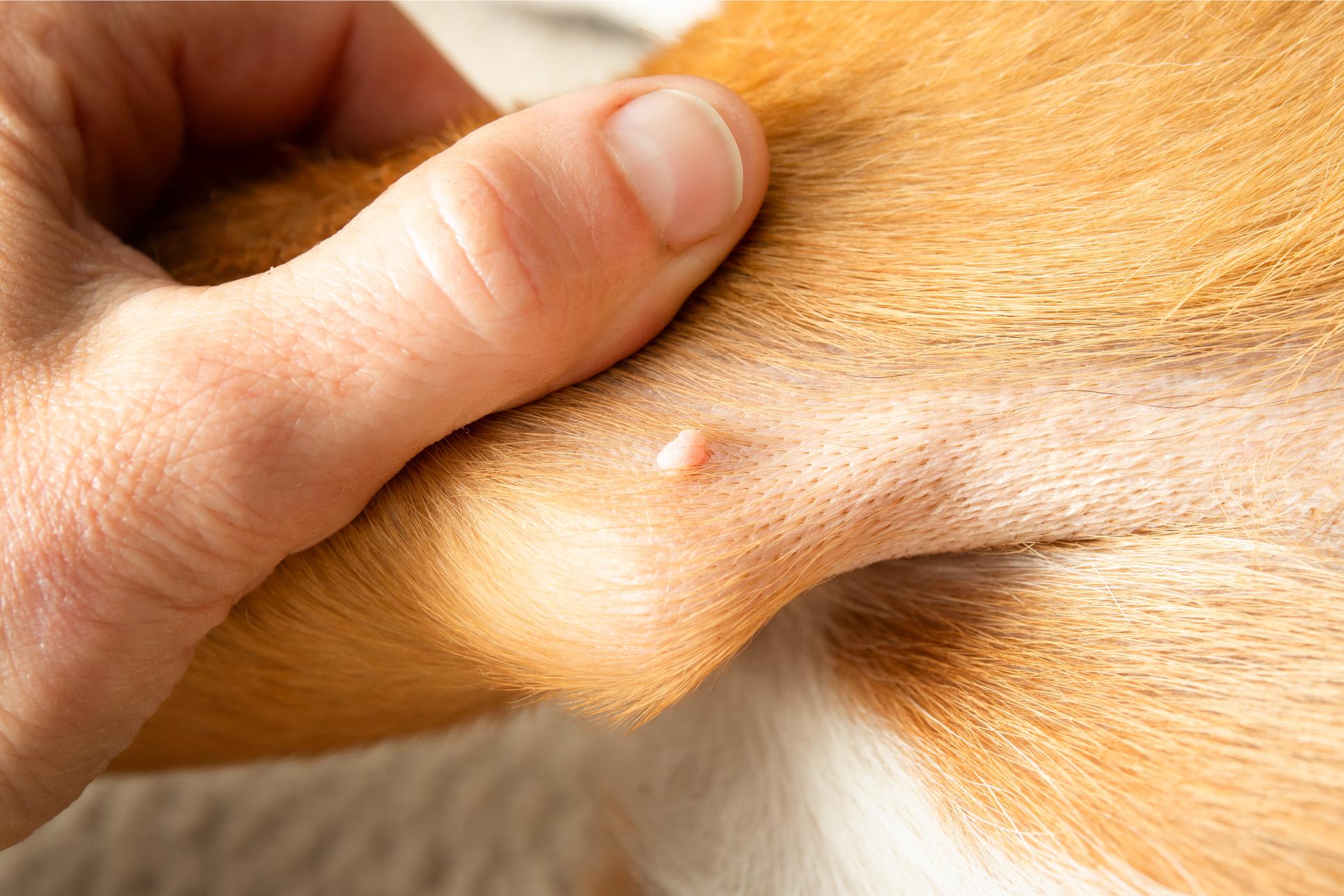 Hand examining a small lump on a dog's elbow.