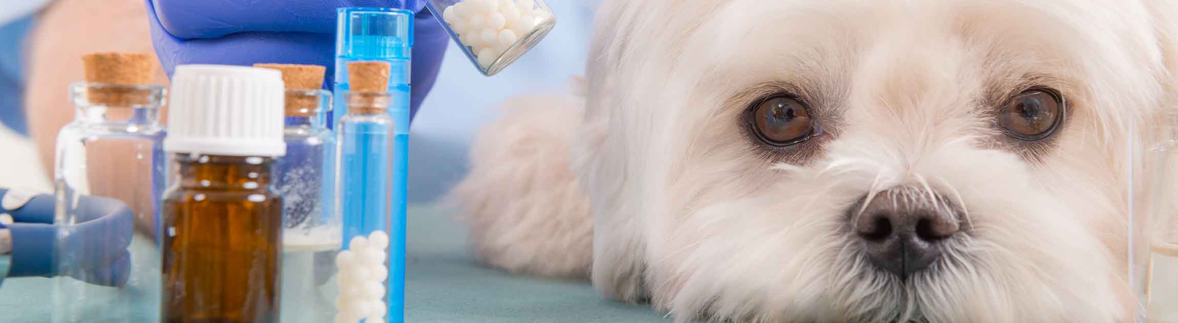 White dog and pills