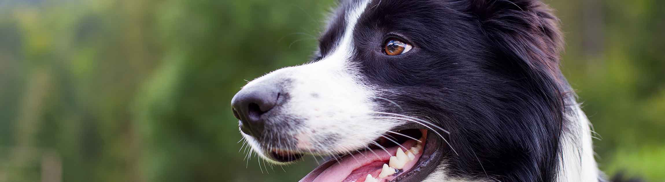 Dog in field