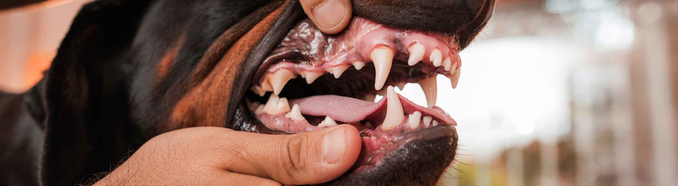 Dog's teeth