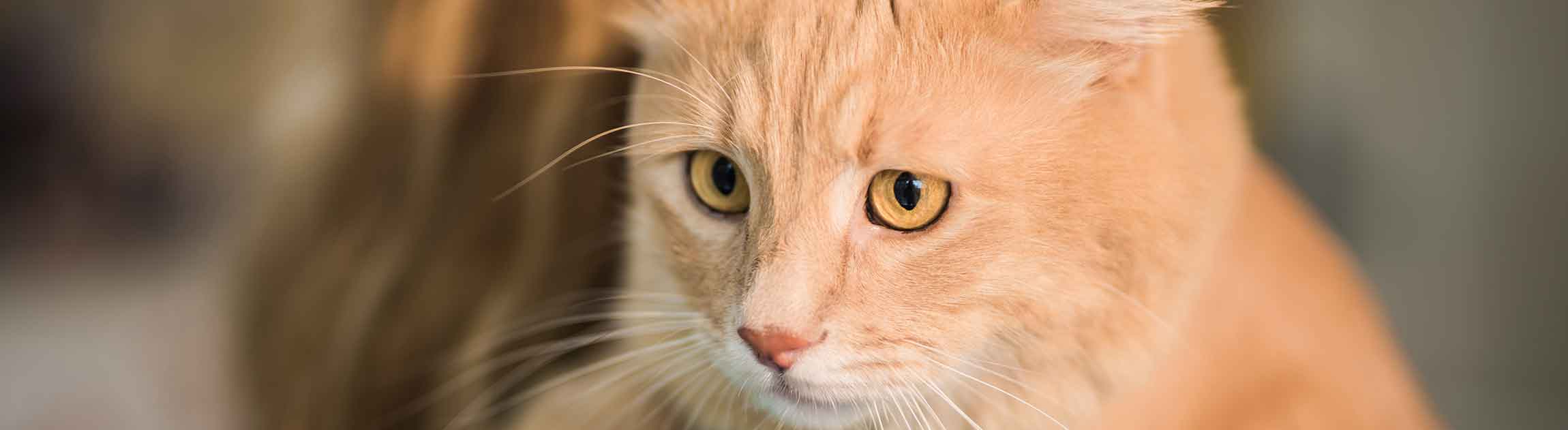 Orange cat