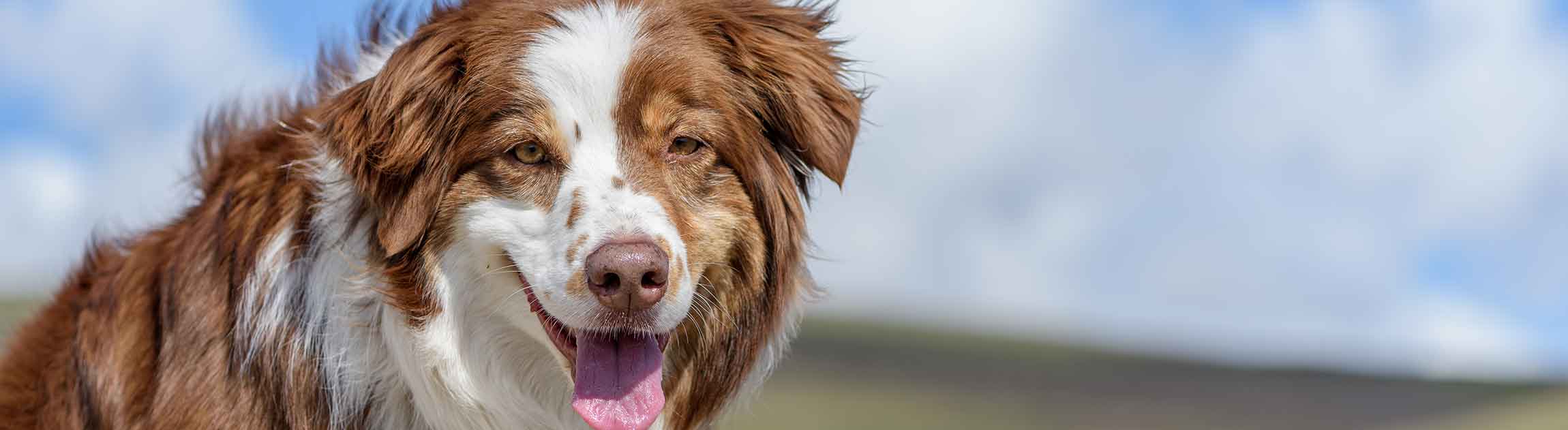 Dog outside