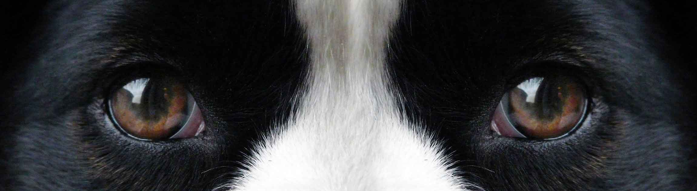 Dog's eyes
