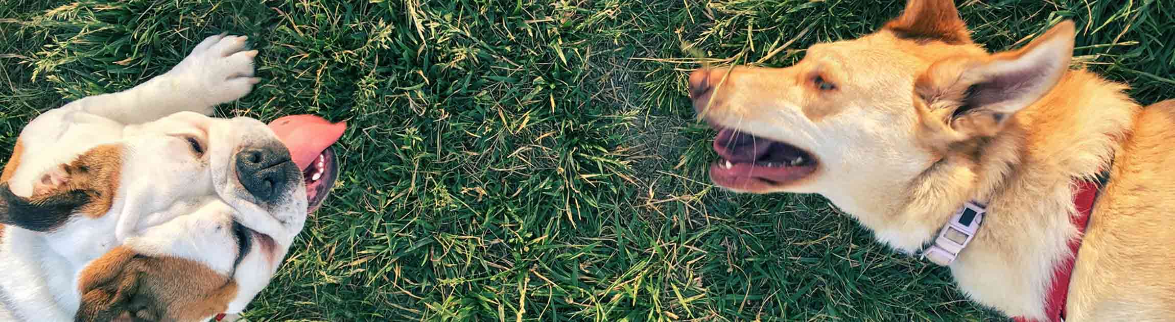 Dogs laying on grass