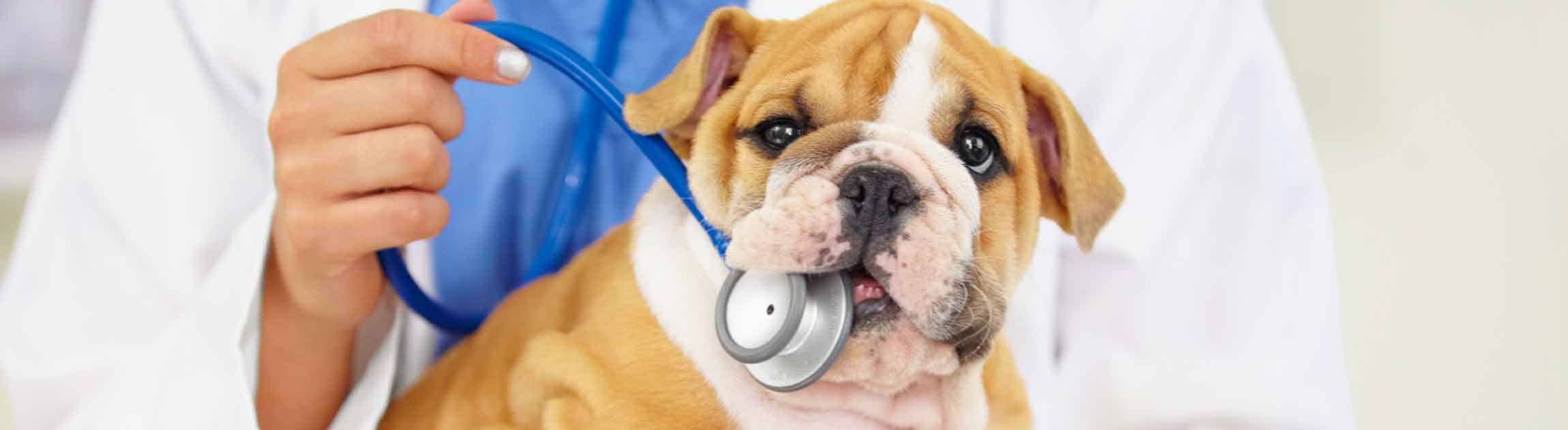 Bulldog chewing stethoscope