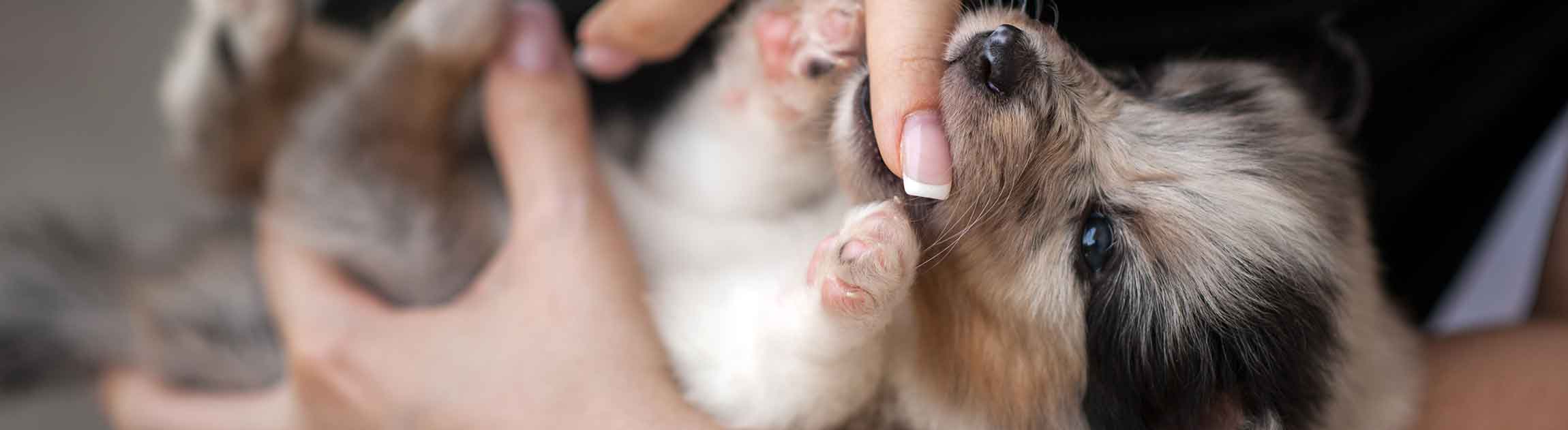 Five Week Old Puppy Playing With Woman Finger