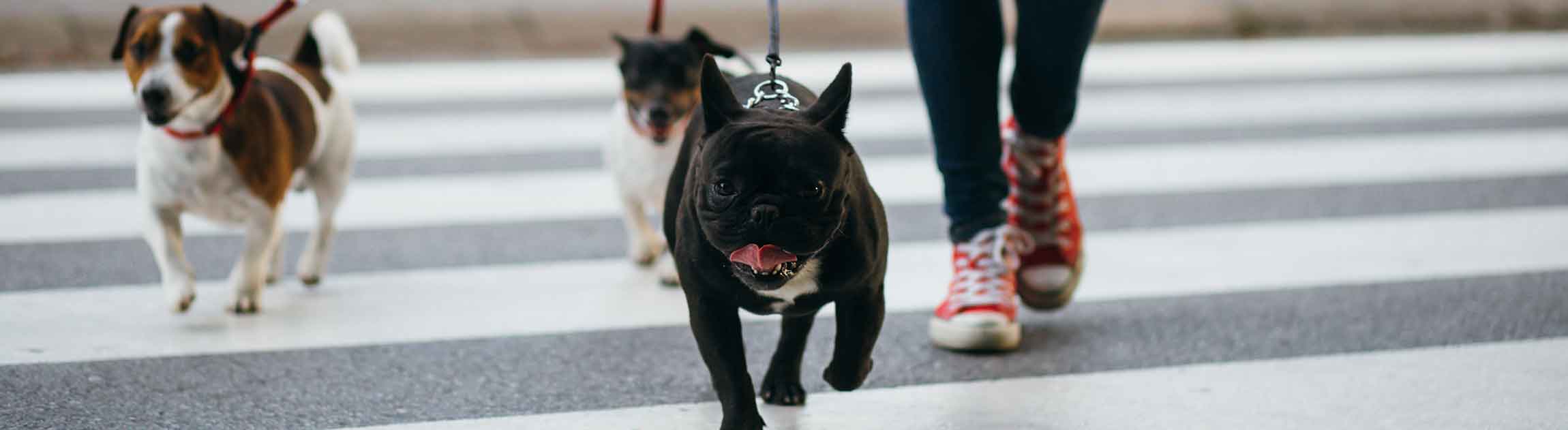 Dogs walking across street