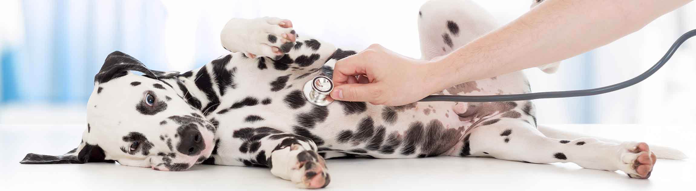 Dalmatian laying on back