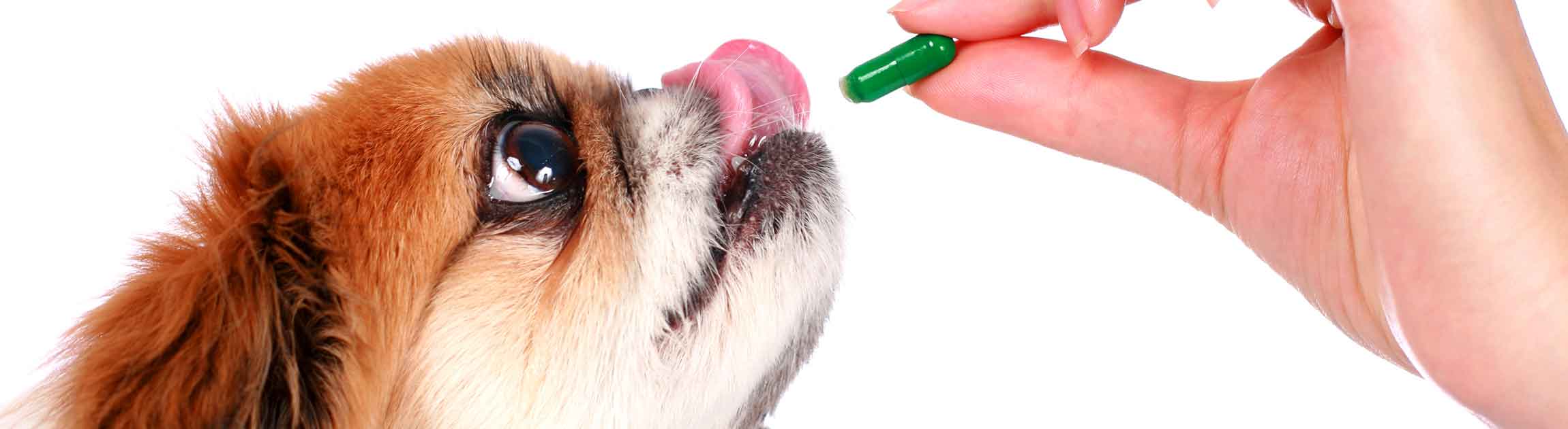 Dog eating pill
