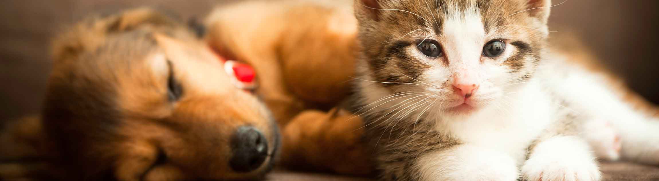 Puppy and kitten