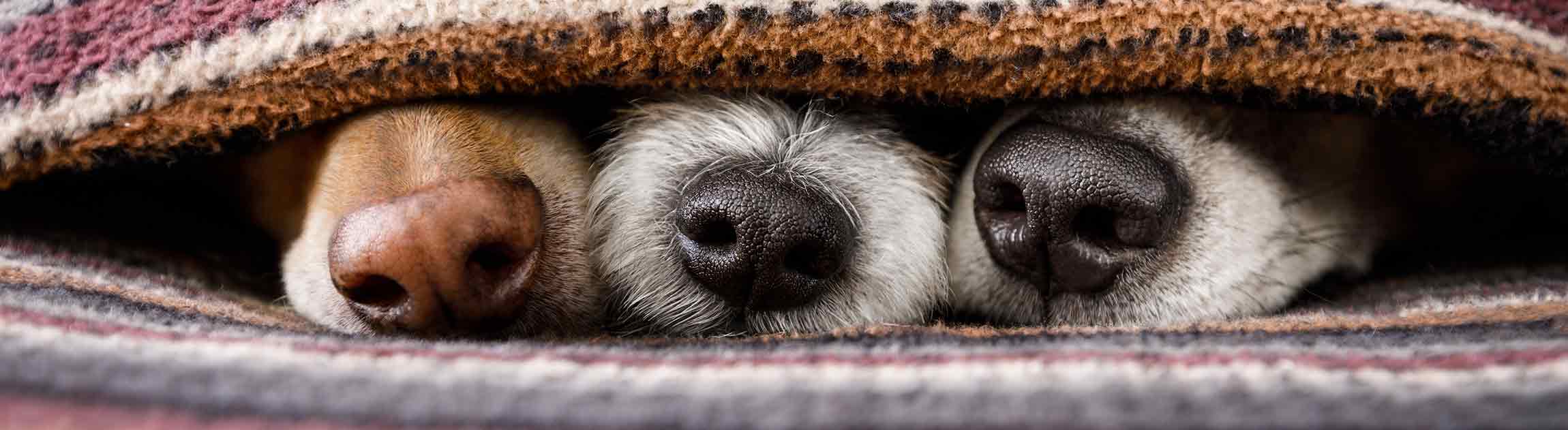 Dog's noses