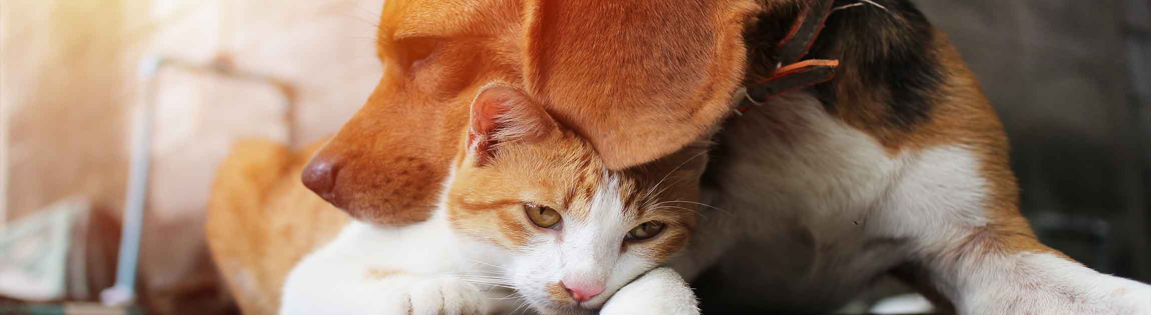 Dog and cat nuzzling