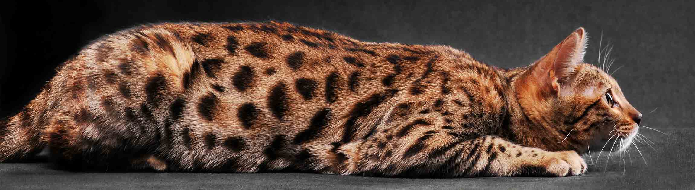 Beautiful Cat