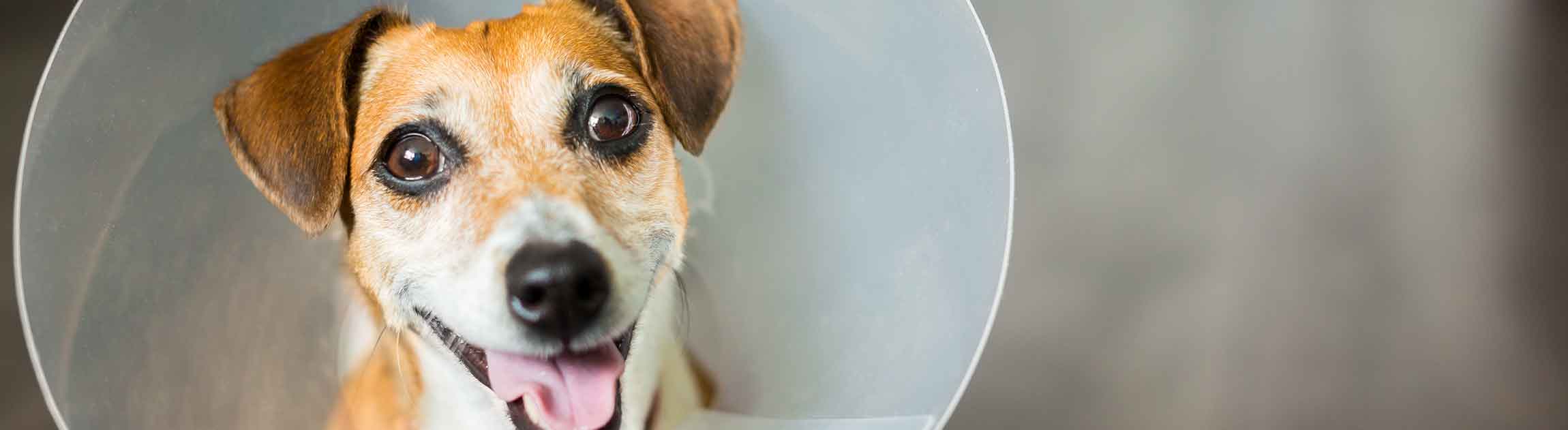 Dog wearing cone