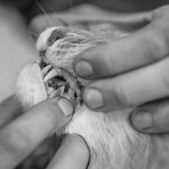 veterinarian checking for pet dental health