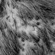 veterinary dermatology diagnosis like pet skin allergy testing